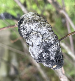 棉花红粉病
