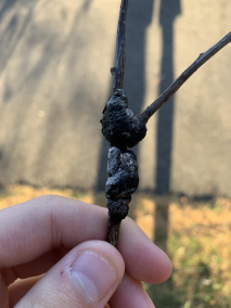 棉花红粉病
