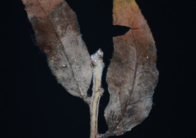 棉花红粉病