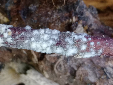 棉花红粉病