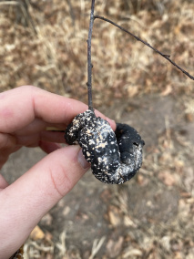 棉花红粉病