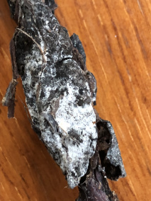 棉花红粉病