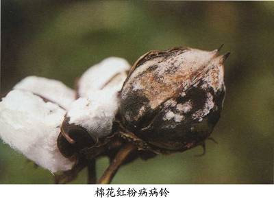 棉花红粉病相关图