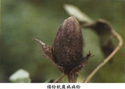 棉铃软腐病相关图