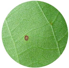 棉花褐斑病为害症状
