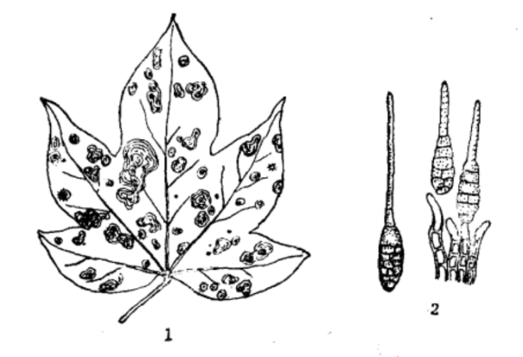 1·被害叶2.病菌分生孢子（大孢链格孢）