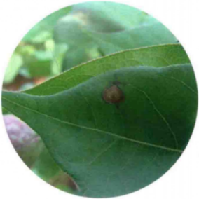 棉花轮纹斑病