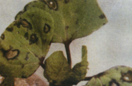 棉花轮纹斑病