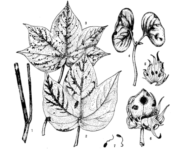 棉花角斑病;（图注：1.棉枝上黑色条状斑块2.叶脉型病斑3.角班型病斑4.子叶上病斑5.苞叶上病斑6.棉铃上病斑7.病原细菌）
