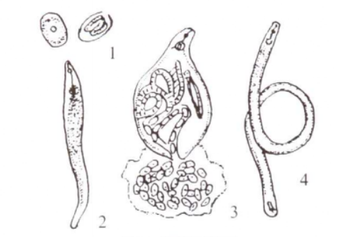 1.卵2.幼虫3.雌虫4.雄虫