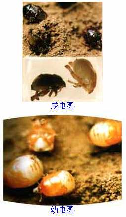 麦根蝽象相关图