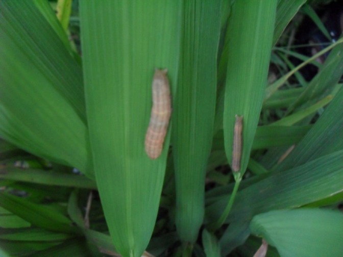 粘虫