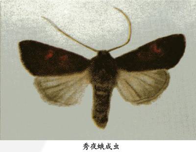 秀夜蛾相关图