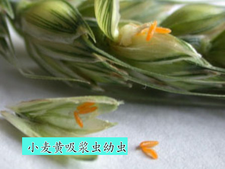 小麦吸浆虫幼虫