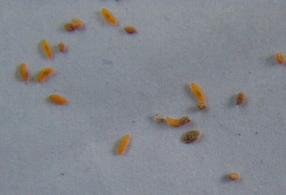 小麦吸浆虫