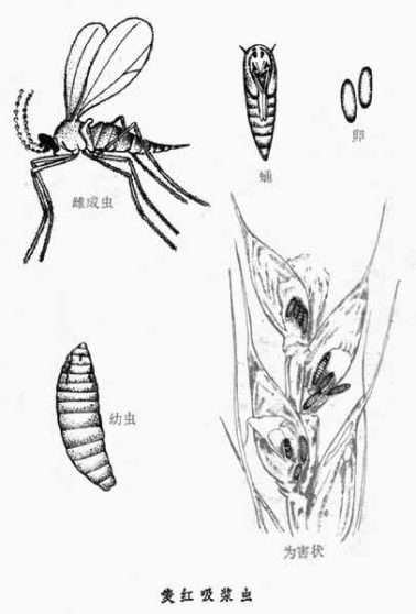 小麦吸浆虫