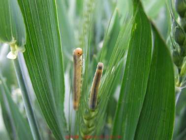 麦叶蜂