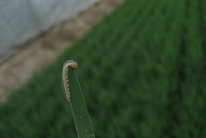 麦叶蜂