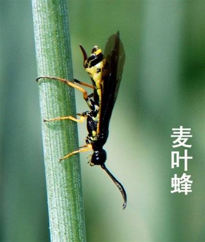 麦叶蜂相关图