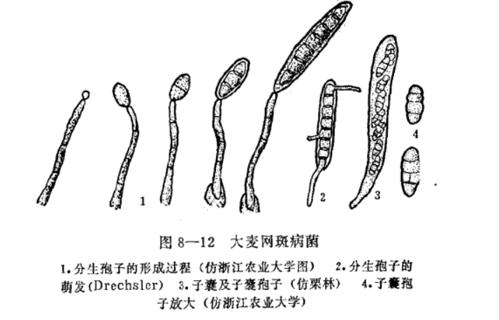 大麦网斑病菌