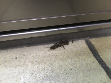 东方蝼蛄