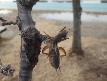 东方蝼蛄