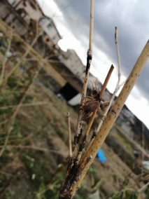 东方蝼蛄
