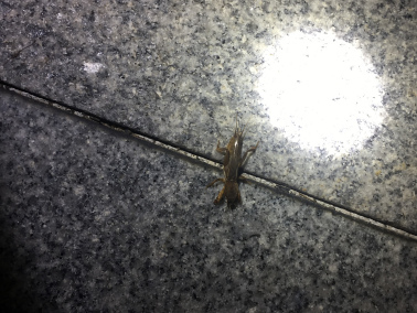 东方蝼蛄