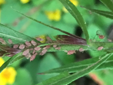 麦长管蚜