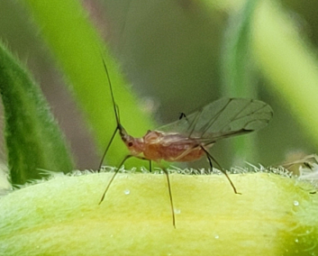 麦长管蚜