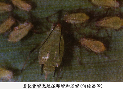 麦长管蚜图