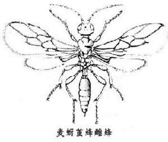 麦长管蚜