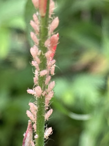 麦长管蚜