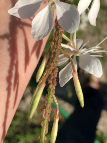 麦长管蚜