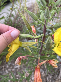 麦长管蚜