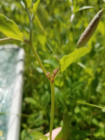 麦长管蚜