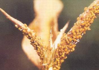 芦笋十四点负泥虫