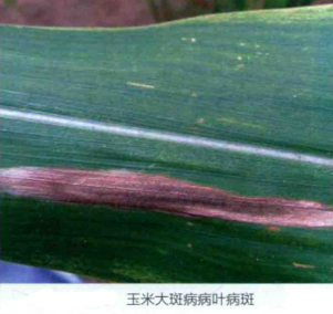 玉米大斑病图片