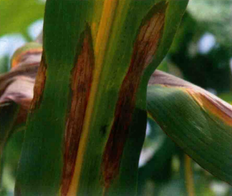 玉米大斑病图片