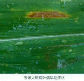 玉米大斑病图片