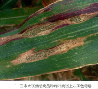 玉米大斑病图片