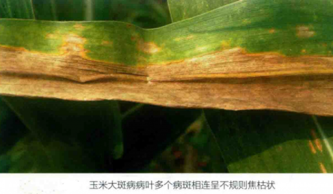玉米大斑病图片