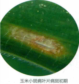 玉米小斑病