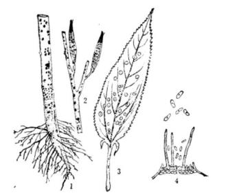 黄麻黑点炭疽病，注：1.病茎；2.病果；3.病叶；4.病菌分生饱子盘。