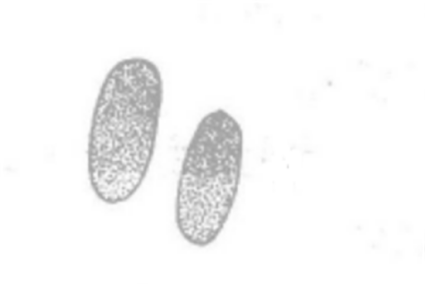 分生孢子