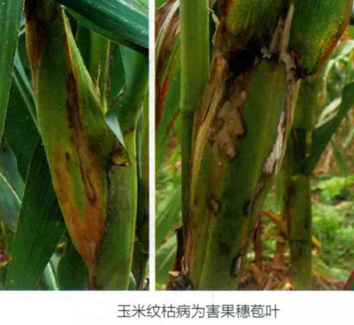 玉米纹枯病