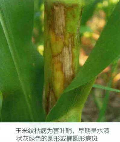 玉米纹枯病