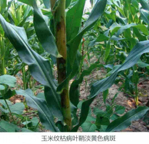 玉米纹枯病