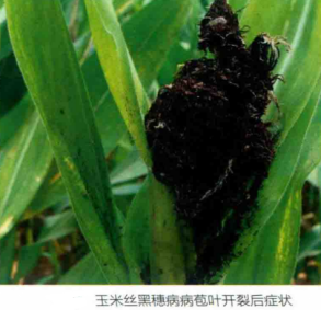 玉米丝黑穗病