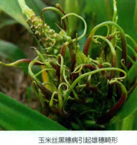 玉米丝黑穗病